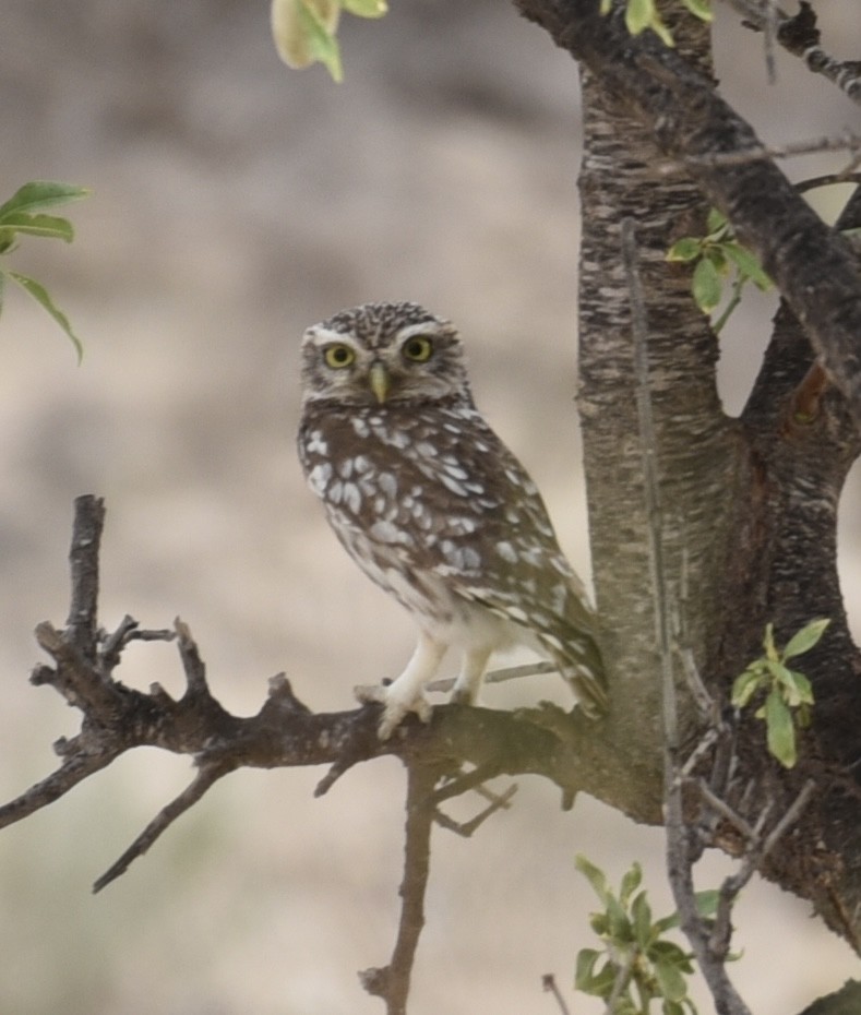 Little Owl - NM Gatward