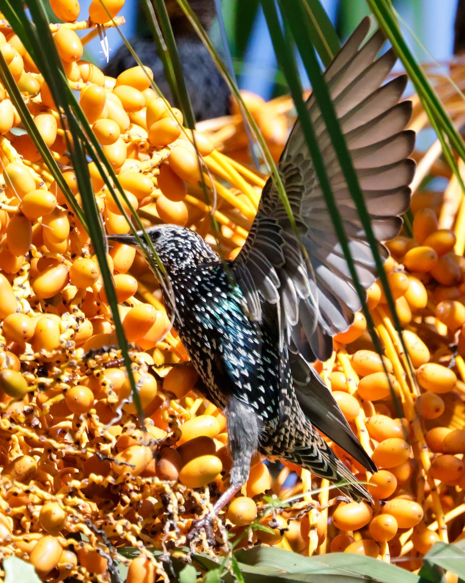 European Starling - Anonymous