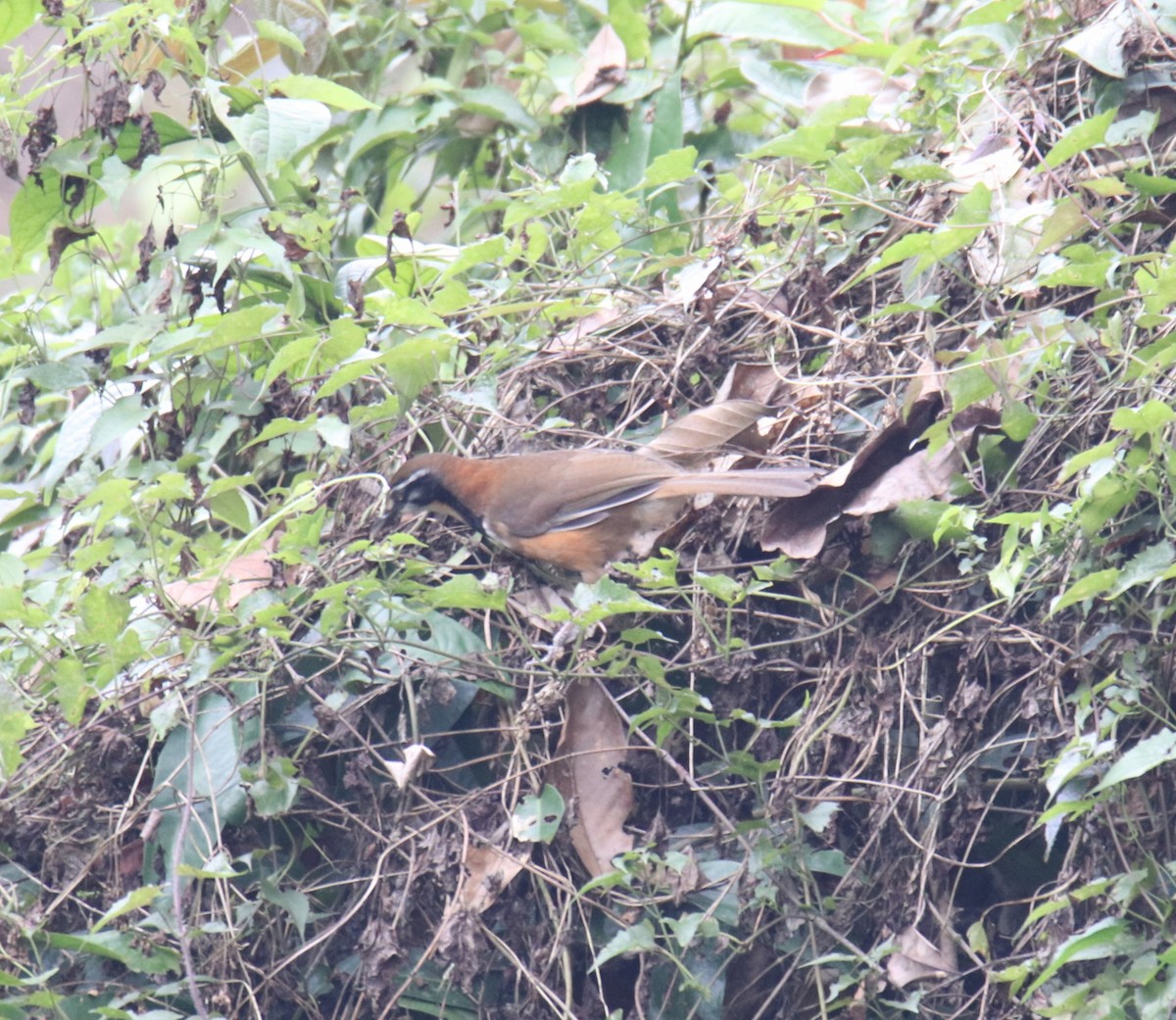 Lesser Necklaced Laughingthrush - ML619284792