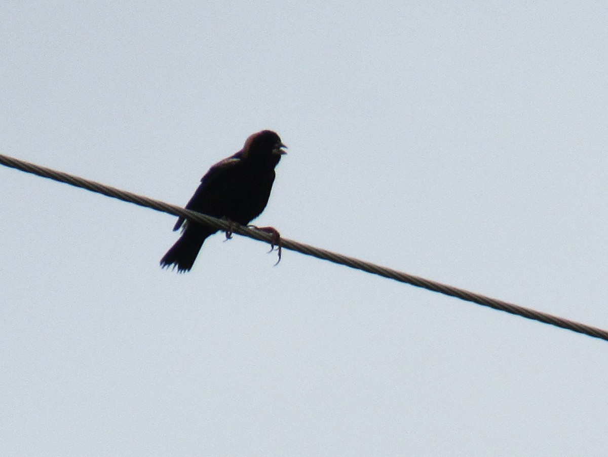 Bobolink - ML619284796