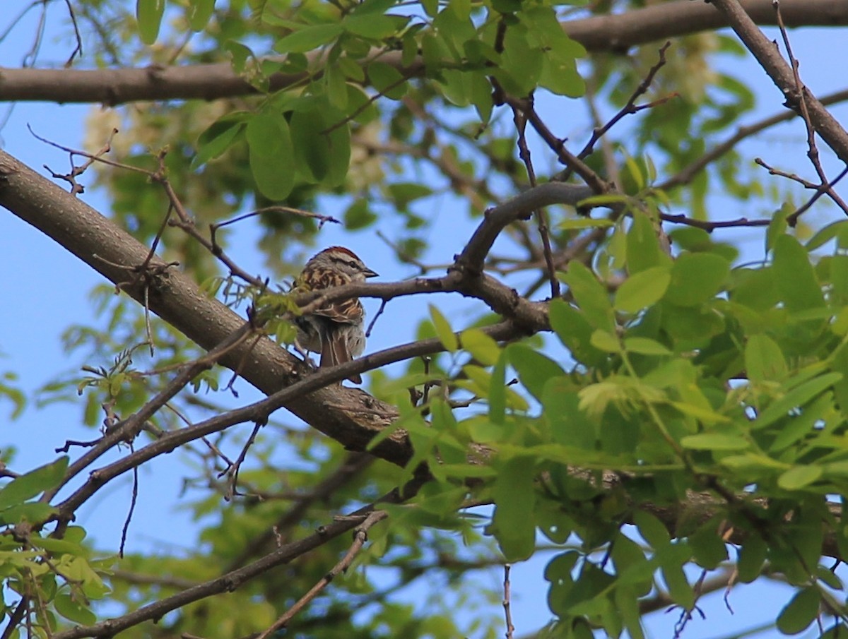 Chipping Sparrow - ML619284806