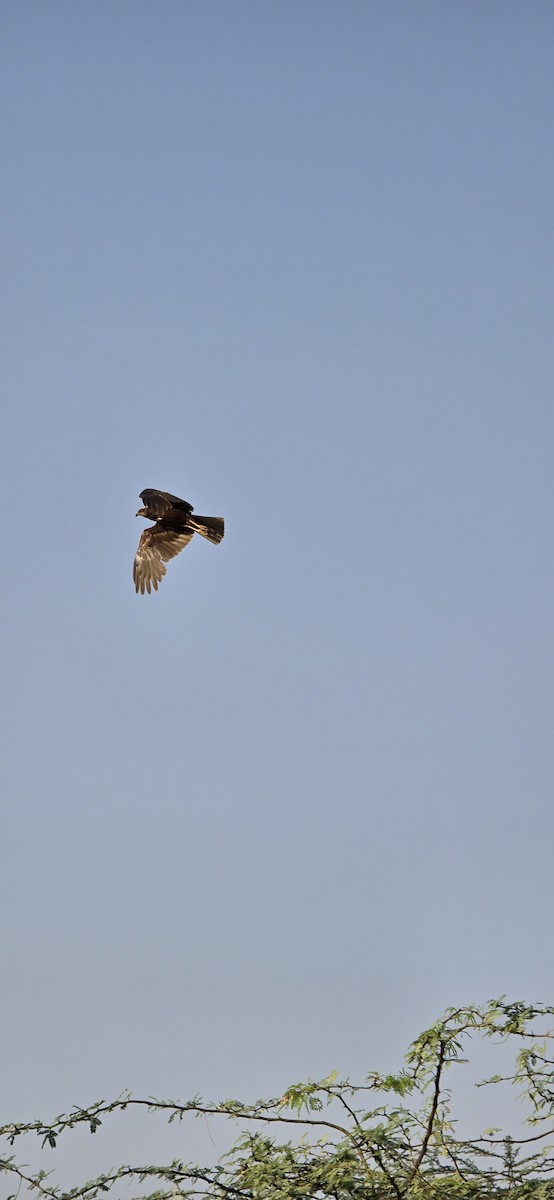 Western Marsh Harrier - NILESH HINDUJA