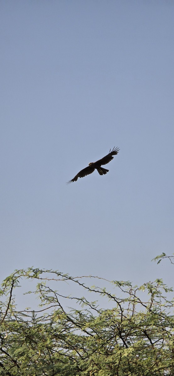 Western Marsh Harrier - NILESH HINDUJA