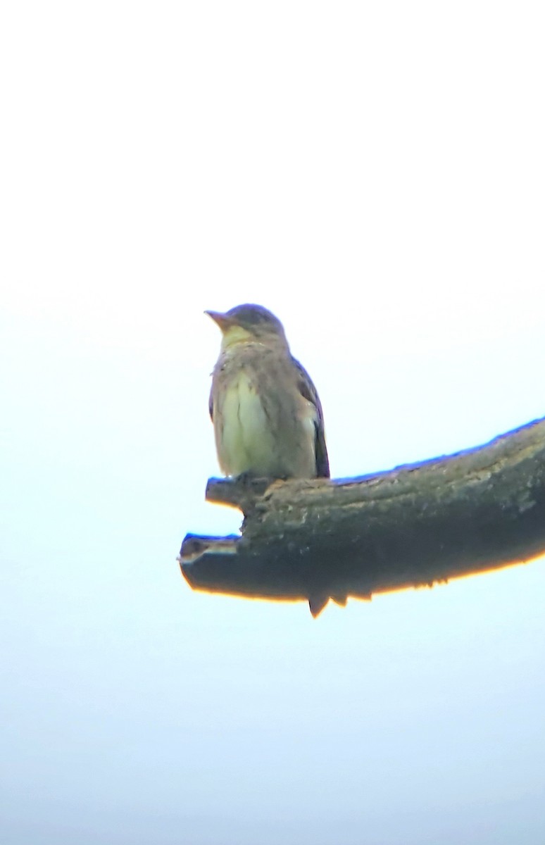 Olive-sided Flycatcher - Michael Boatwright