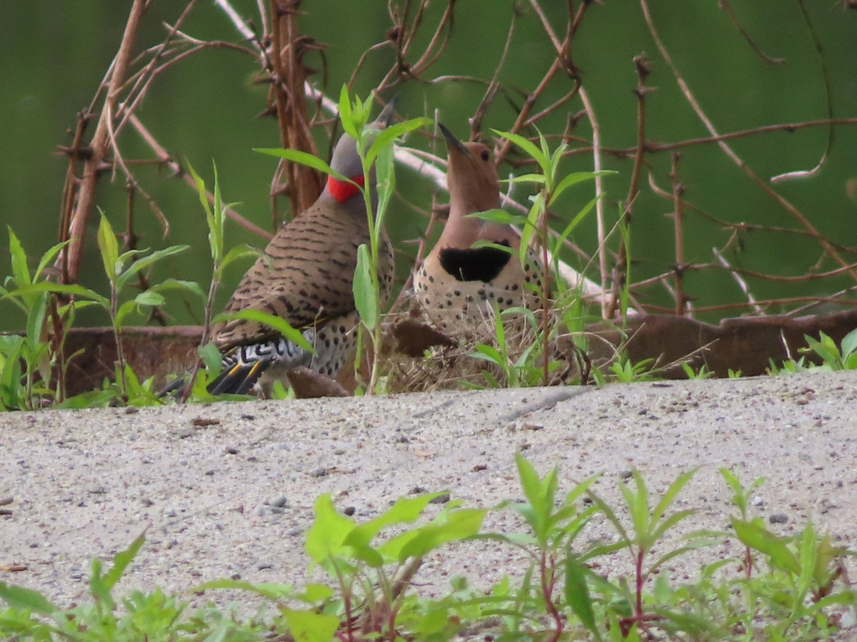 Northern Flicker - don pierce