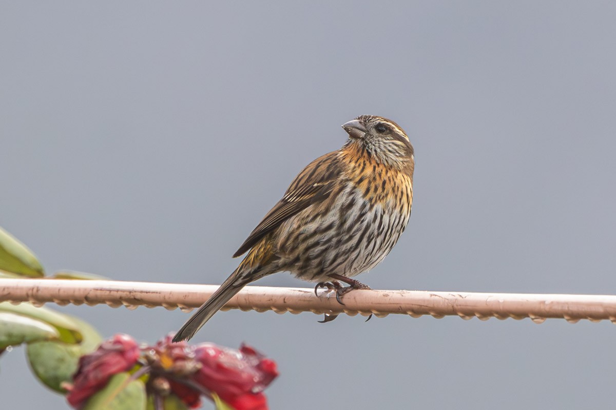 Himalayan White-browed Rosefinch - Uday Agashe