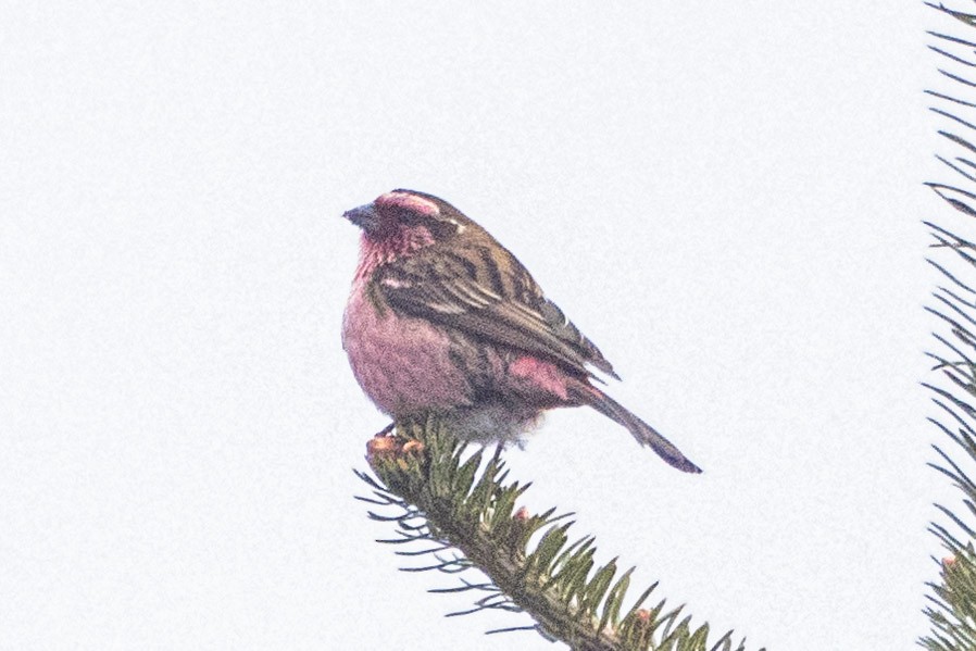 Himalayan White-browed Rosefinch - Uday Agashe