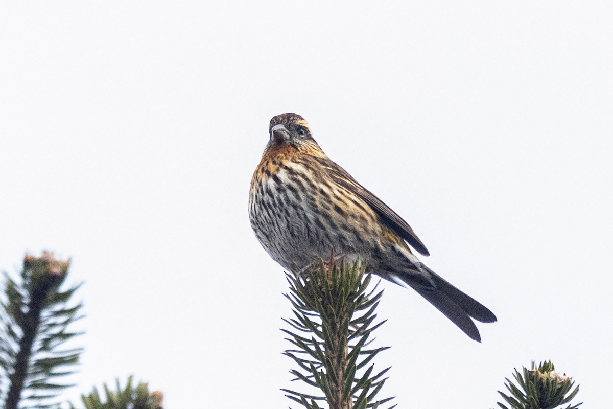 Himalayan White-browed Rosefinch - Uday Agashe