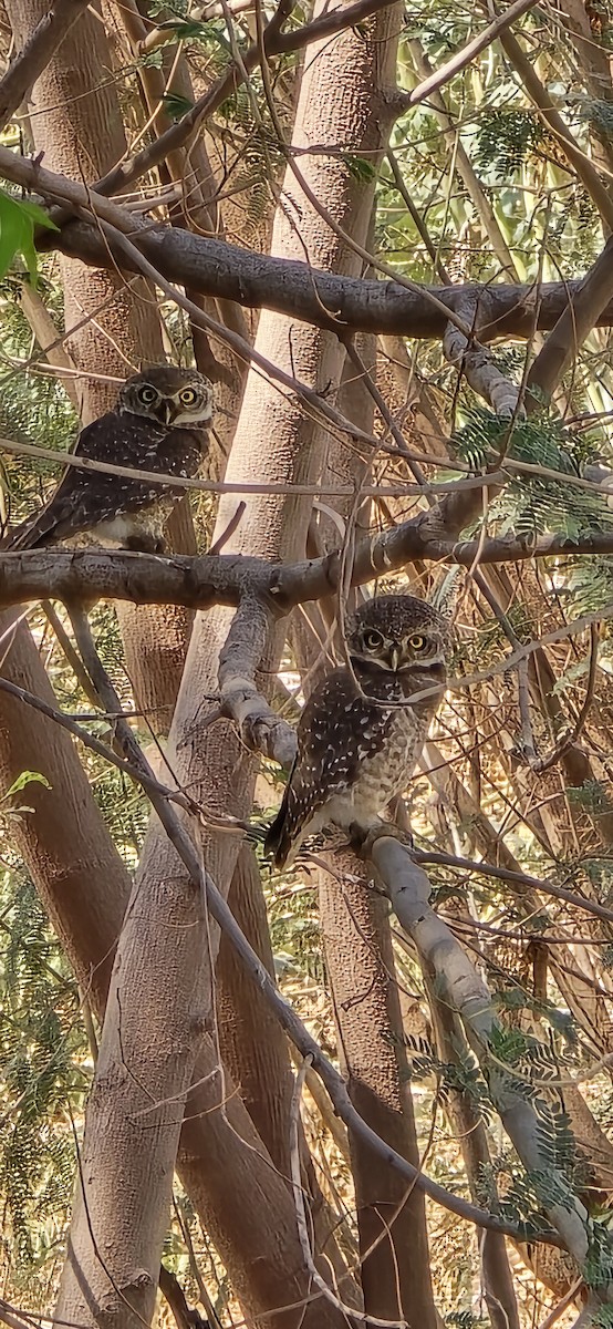 Spotted Owlet - NILESH HINDUJA