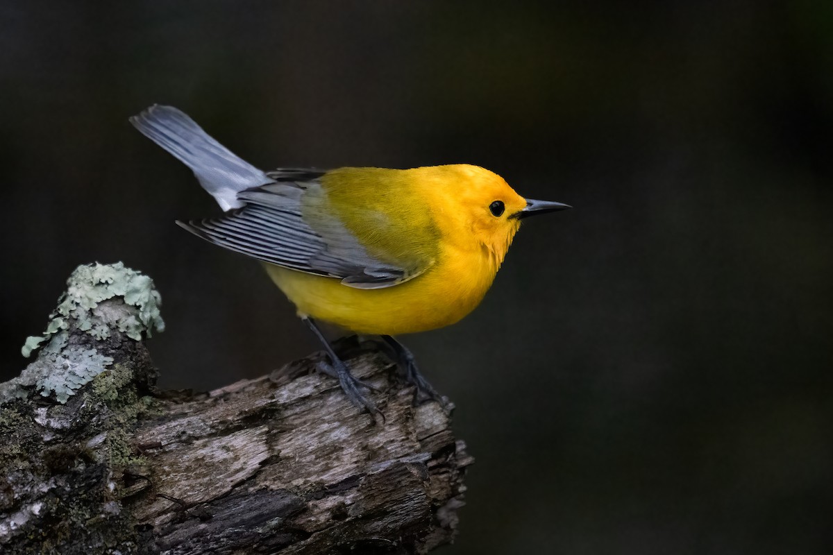 Prothonotary Warbler - Rob  Henderson