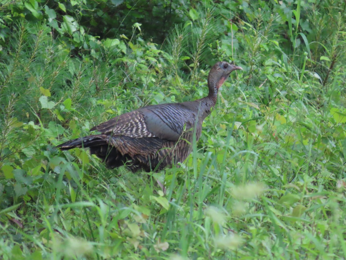 Wild Turkey - Joe Kellerhals