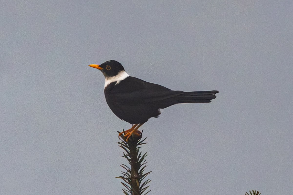 White-collared Blackbird - ML619284870