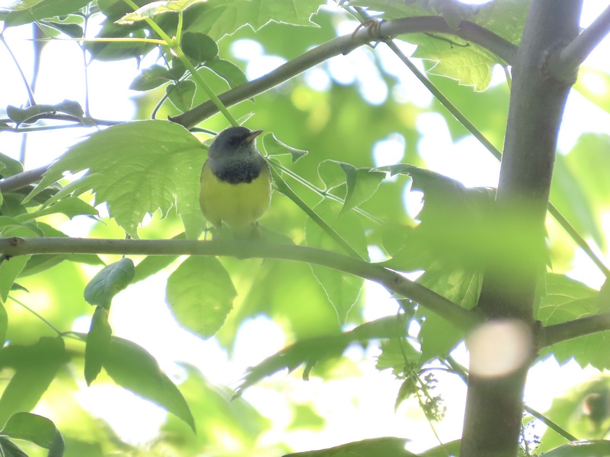 Mourning Warbler - ML619284877