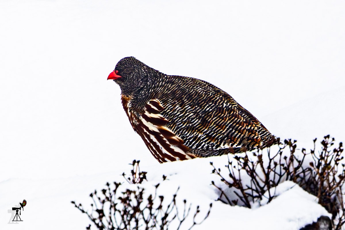 Snow Partridge - Uday Agashe