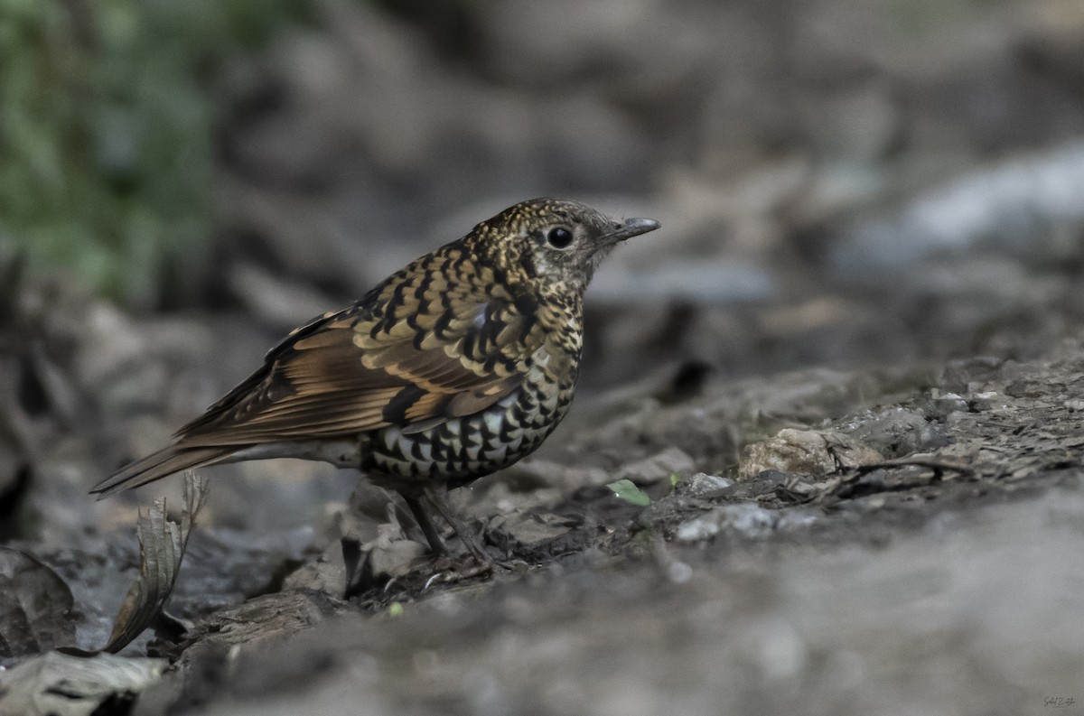 Scaly Thrush - ML619284896