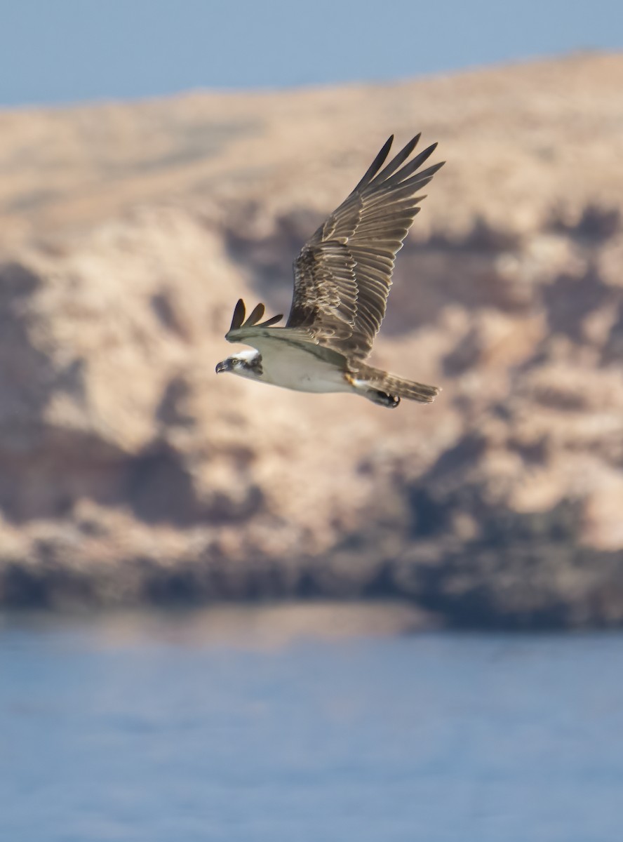 Águila Pescadora - ML619284897