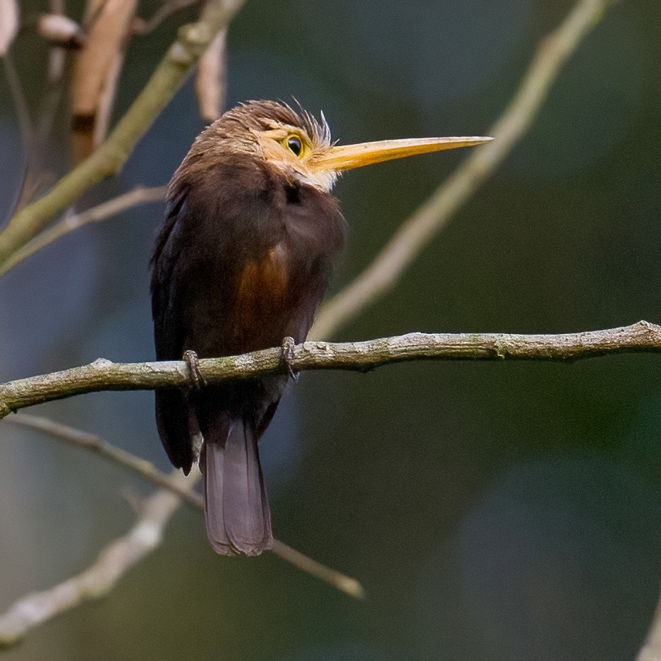 White-throated Jacamar - José Martín