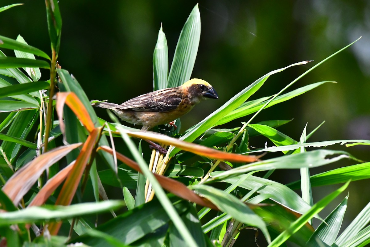 Baya Weaver - ML619284906