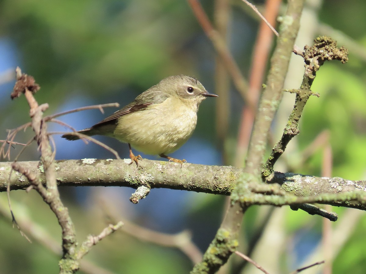 Black-throated Blue Warbler - ML619284909