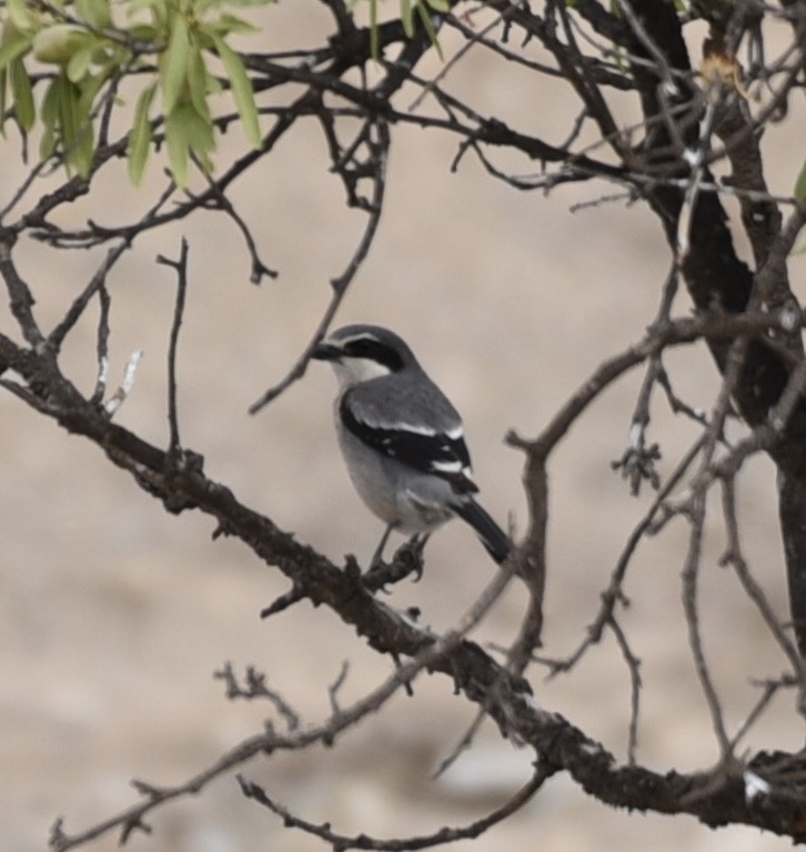 Iberian Gray Shrike - NM Gatward