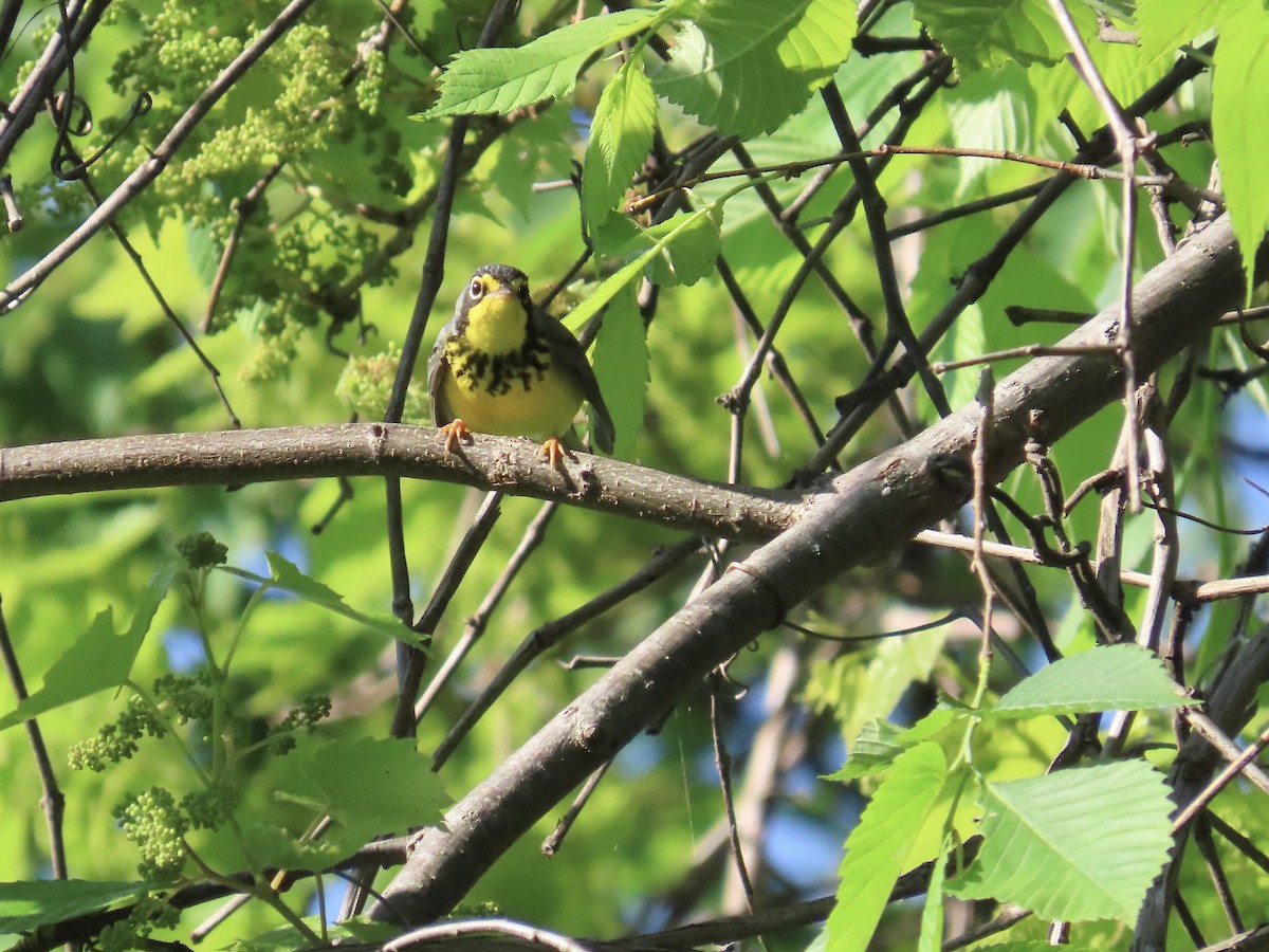 Canada Warbler - ML619284921