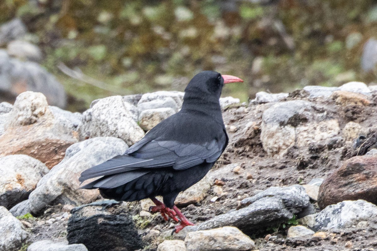 Red-billed Chough - Uday Agashe
