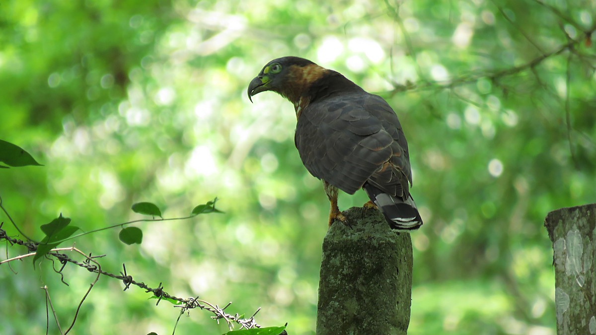 Hook-billed Kite - ML619284948