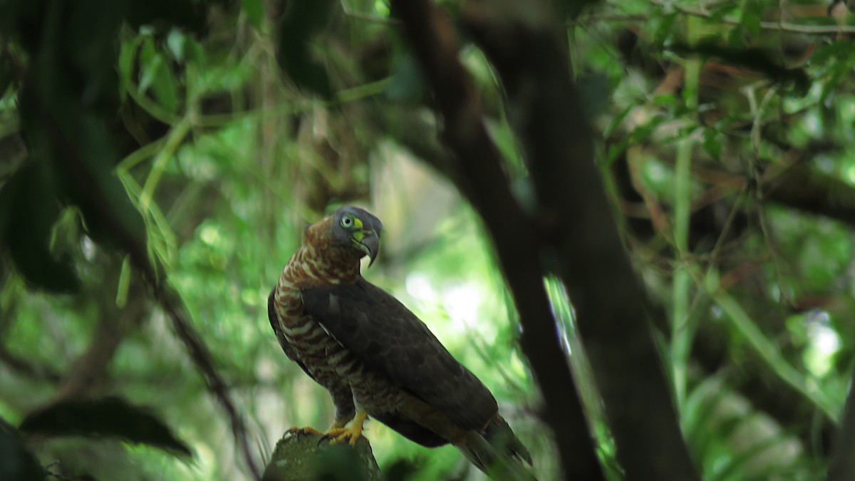 Hook-billed Kite - ML619284950