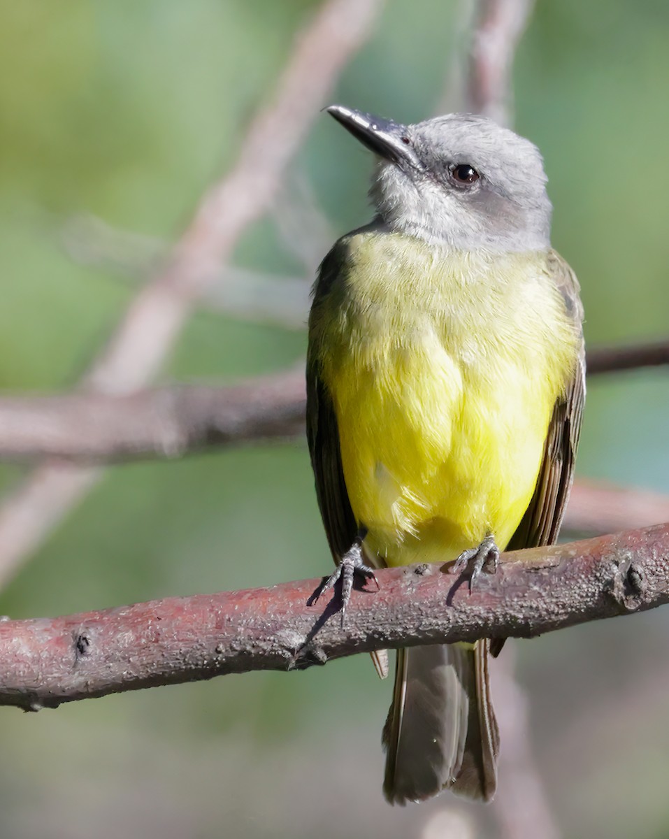 Tropical Kingbird - Anonymous