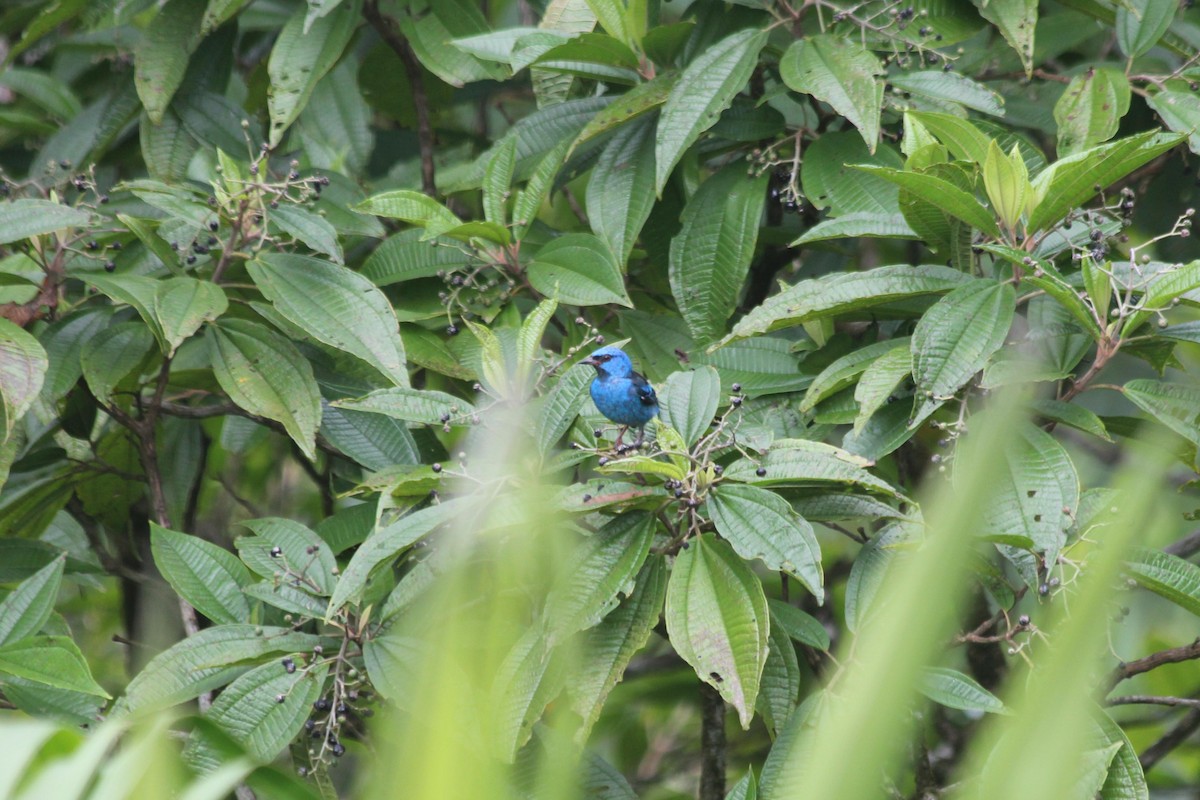 Blue Dacnis - dan davis