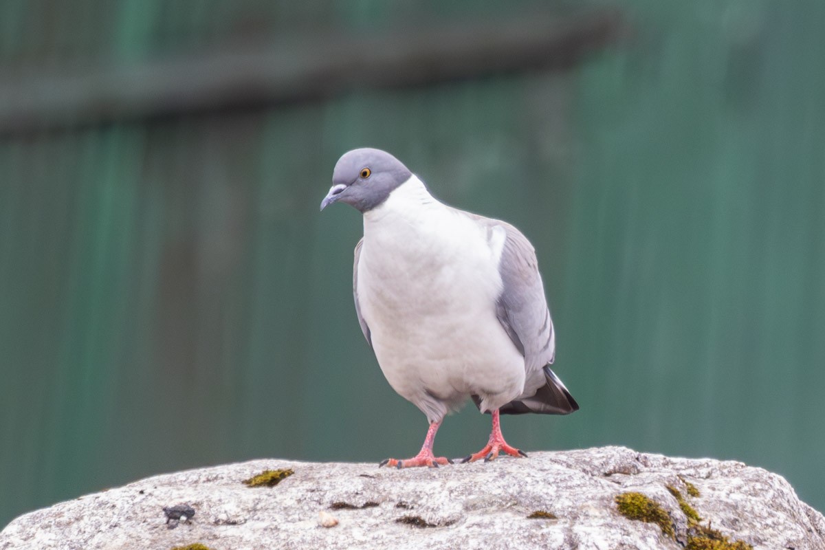 Snow Pigeon - Uday Agashe