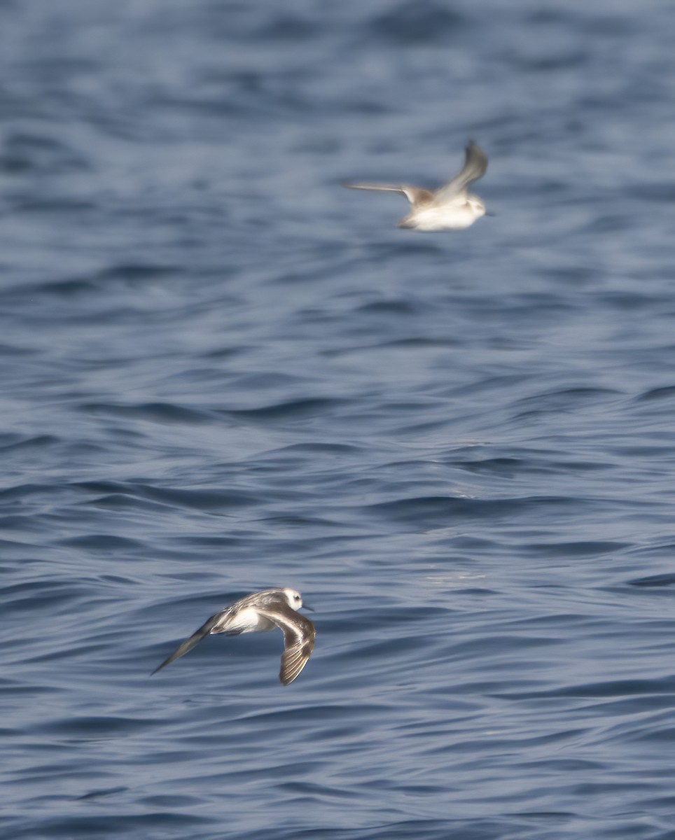 Phalarope à bec étroit - ML619284979