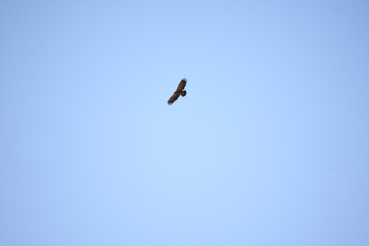 Lesser Spotted Eagle - ML619284982
