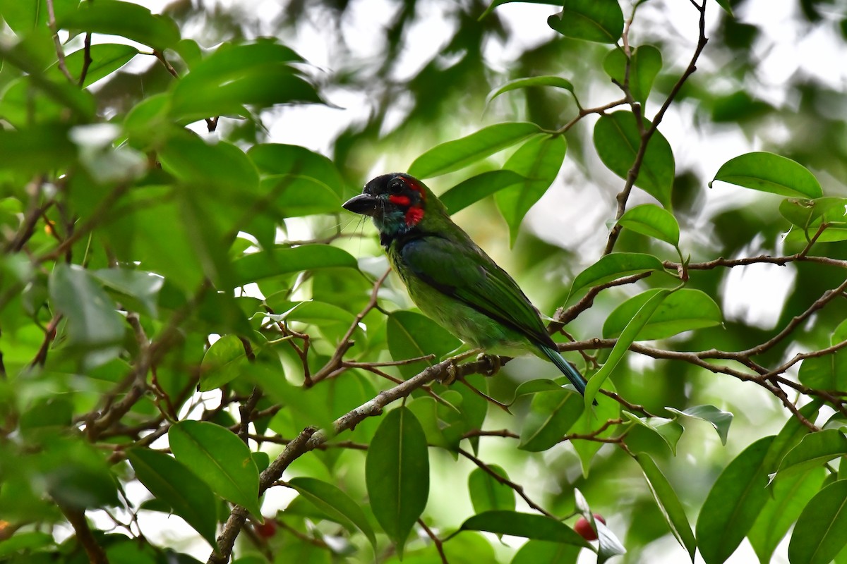 Kara Kulaklı Barbet - ML619284984