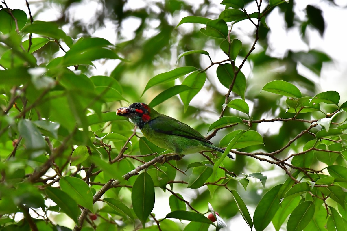 Kara Kulaklı Barbet - ML619284987