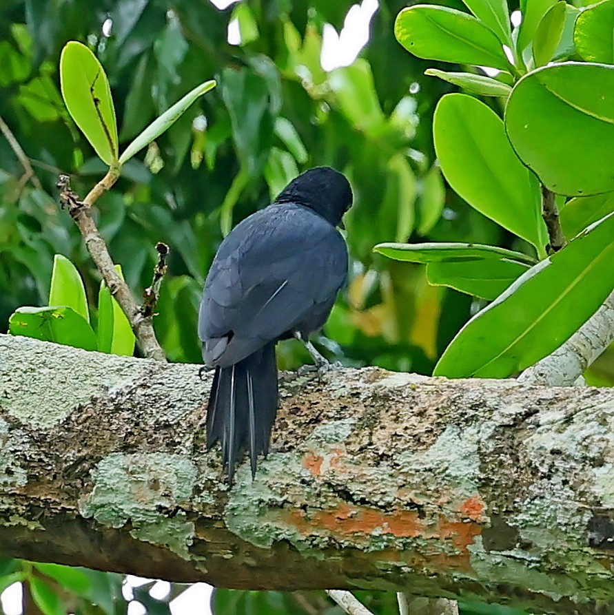 Guadeloupe Woodpecker - ML619284991