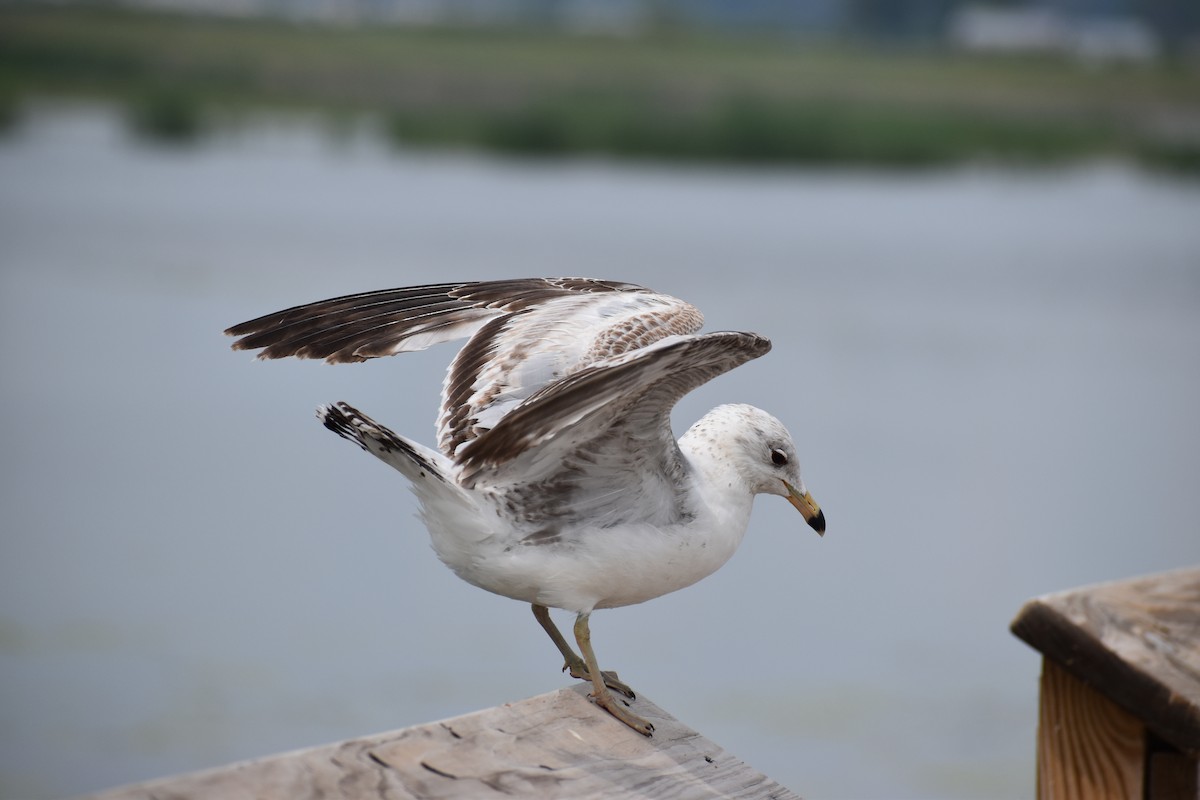 Ring-billed Gull - ML619284997