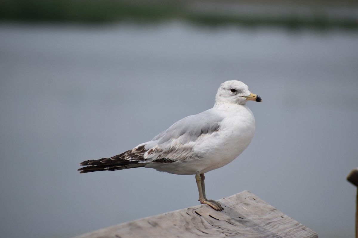 Ring-billed Gull - ML619284998