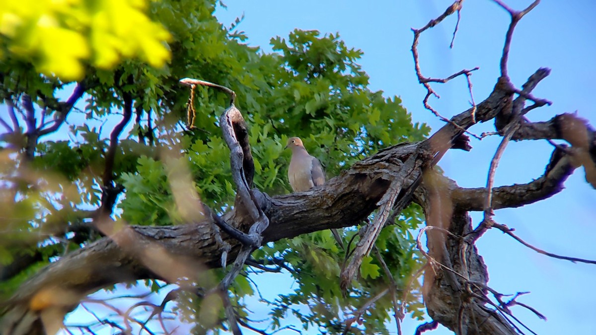 Mourning Dove - Anonymous