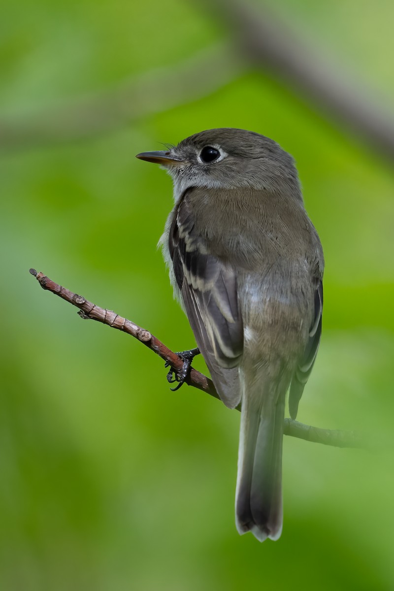 Least Flycatcher - Rob  Henderson