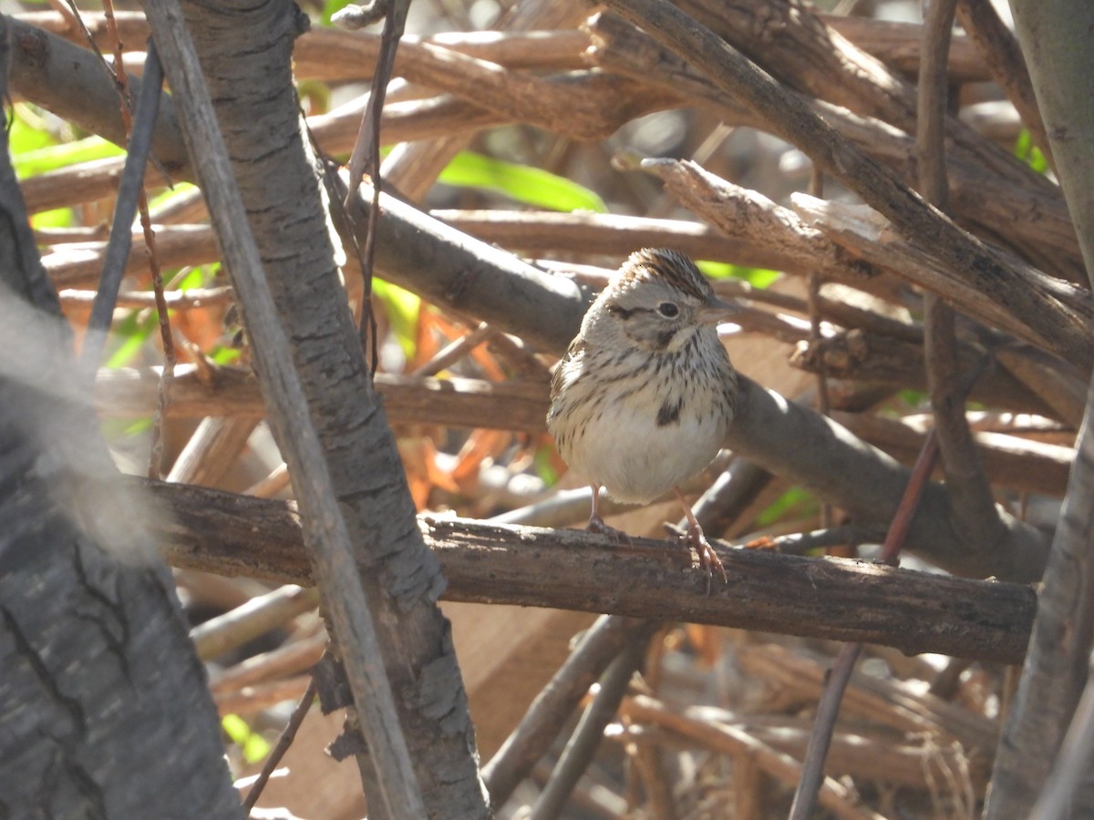 Lincoln's Sparrow - Manuel Alejandro Rodriguez Martinez