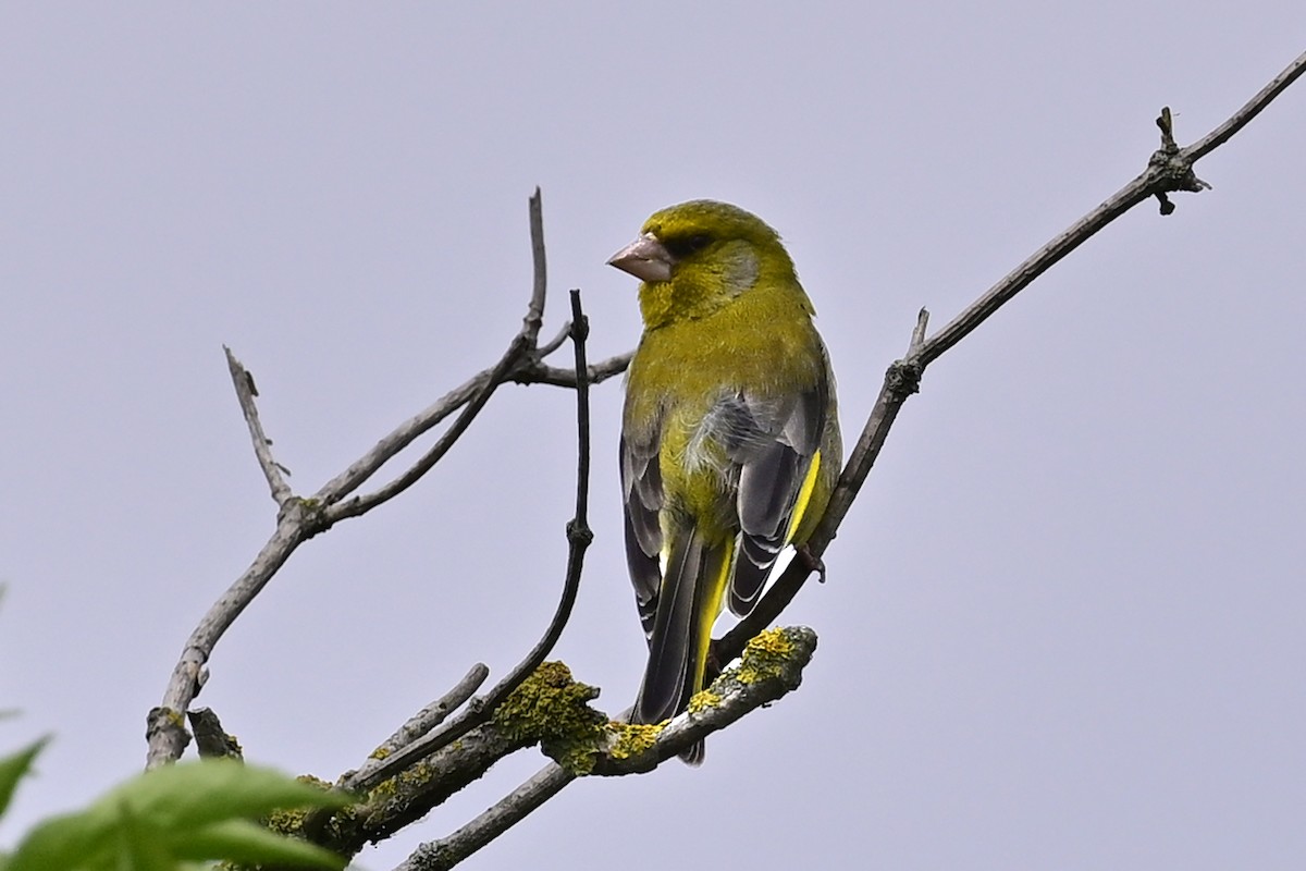 European Greenfinch - ML619285024