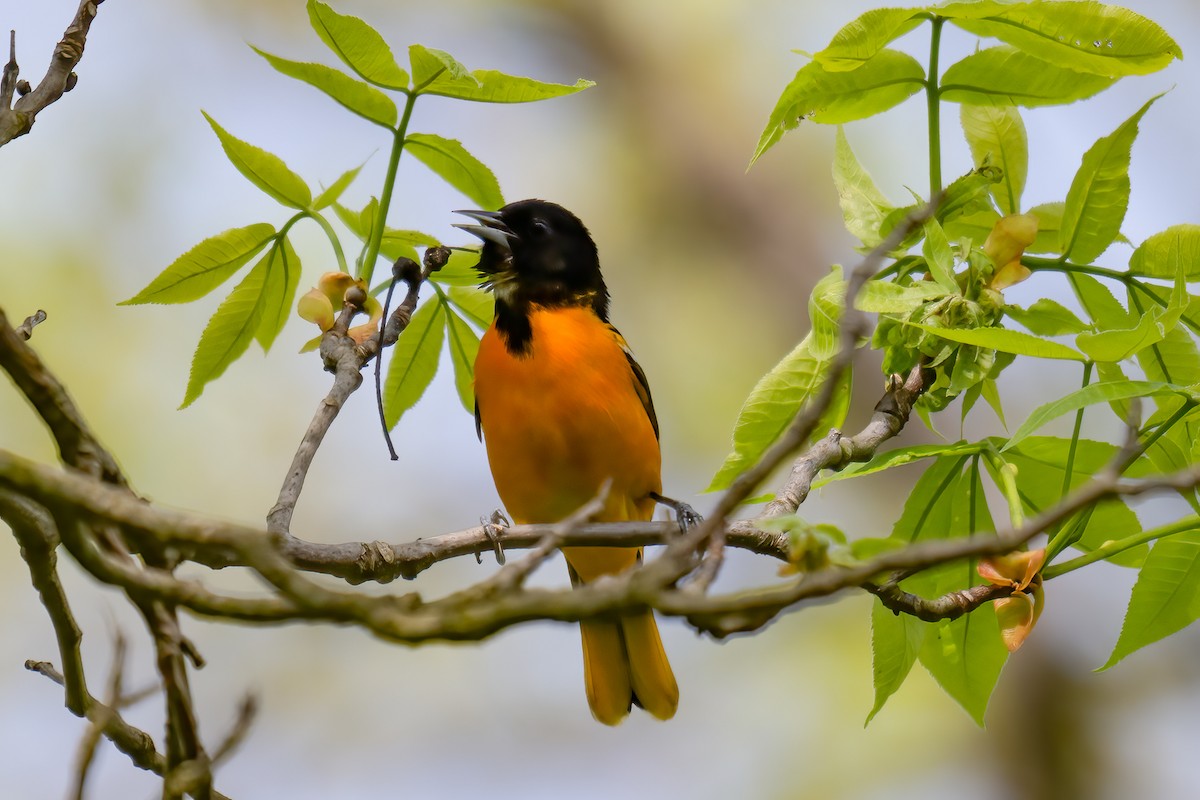 Baltimore Oriole - Rob  Henderson