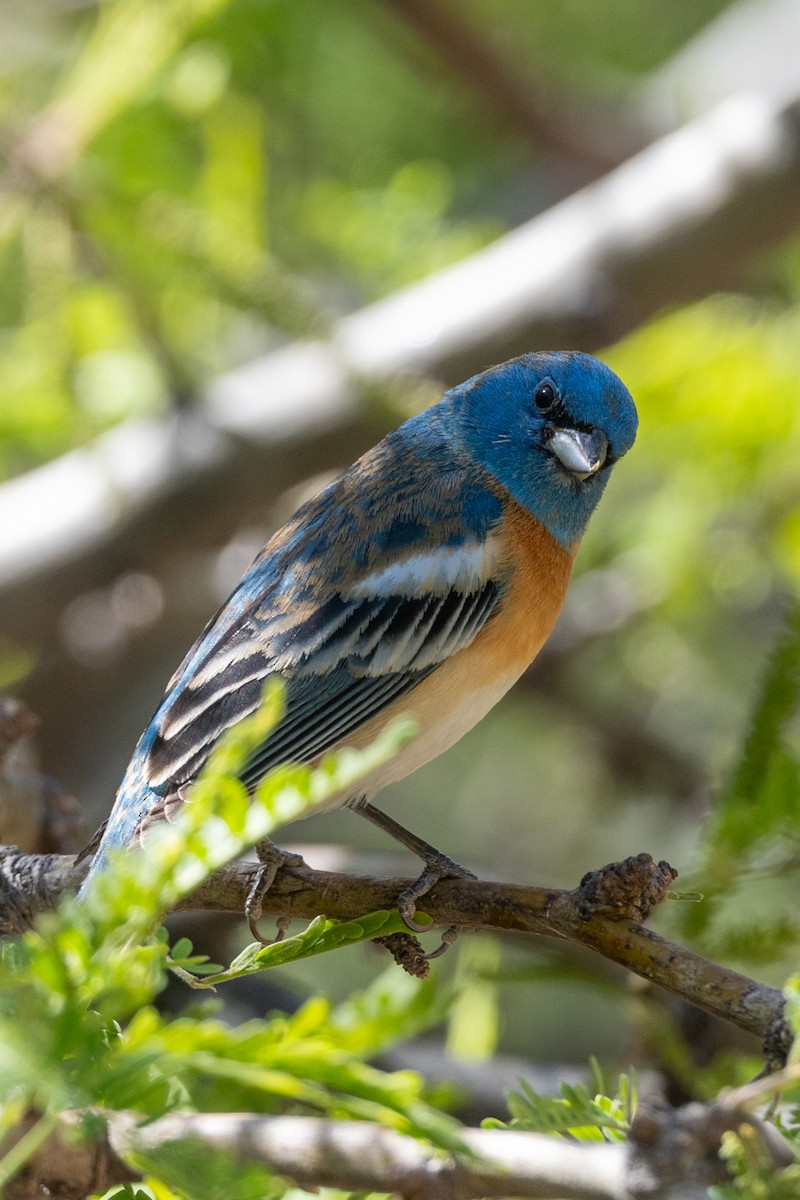 Lazuli Bunting - ML619285041