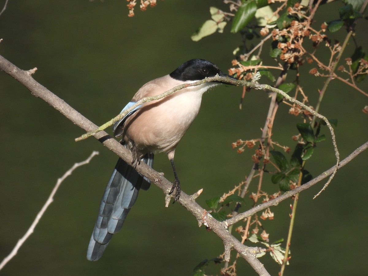 Iberian Magpie - ML619285043