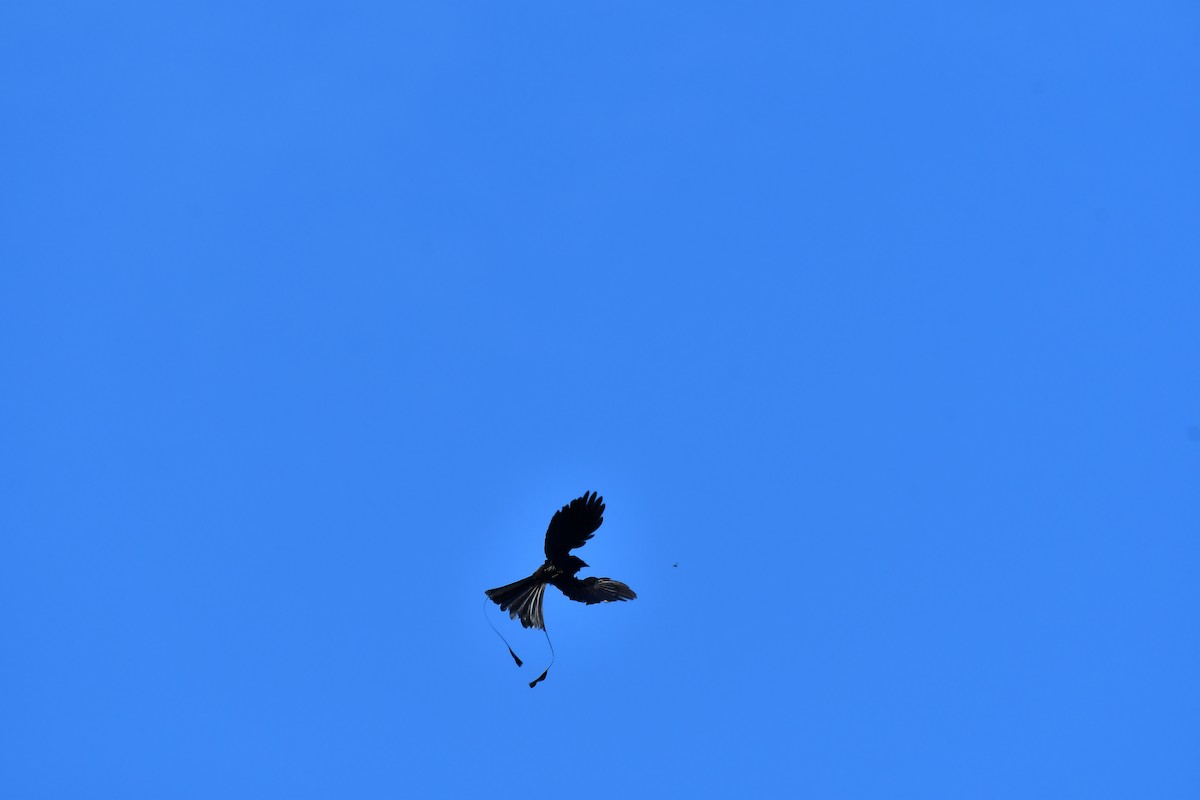 Greater Racket-tailed Drongo - ML619285046