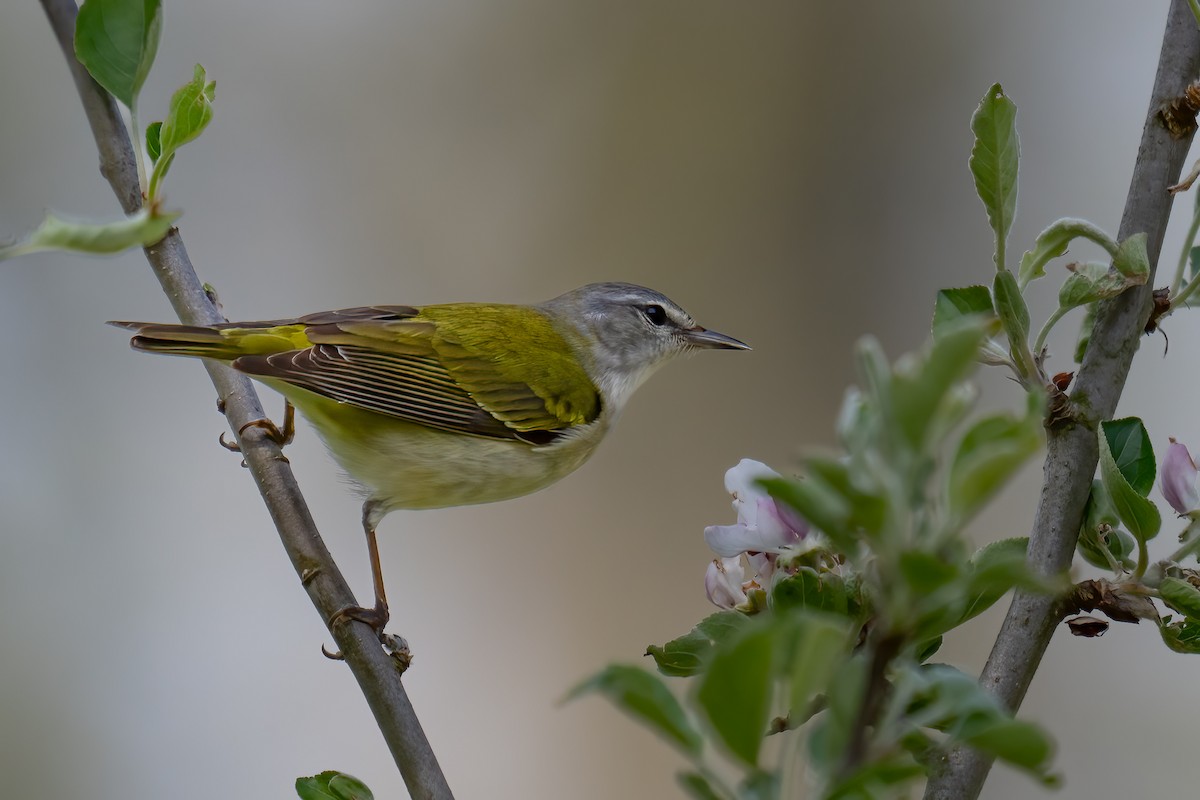 Tennessee Warbler - Rob  Henderson