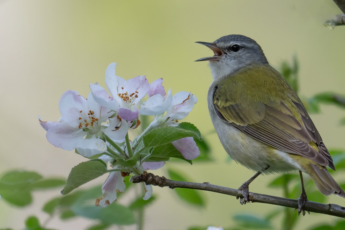 Tennessee Warbler - Rob  Henderson