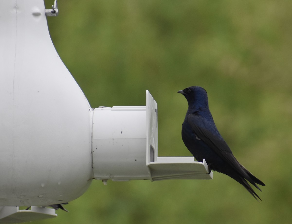 Purple Martin - ML619285057