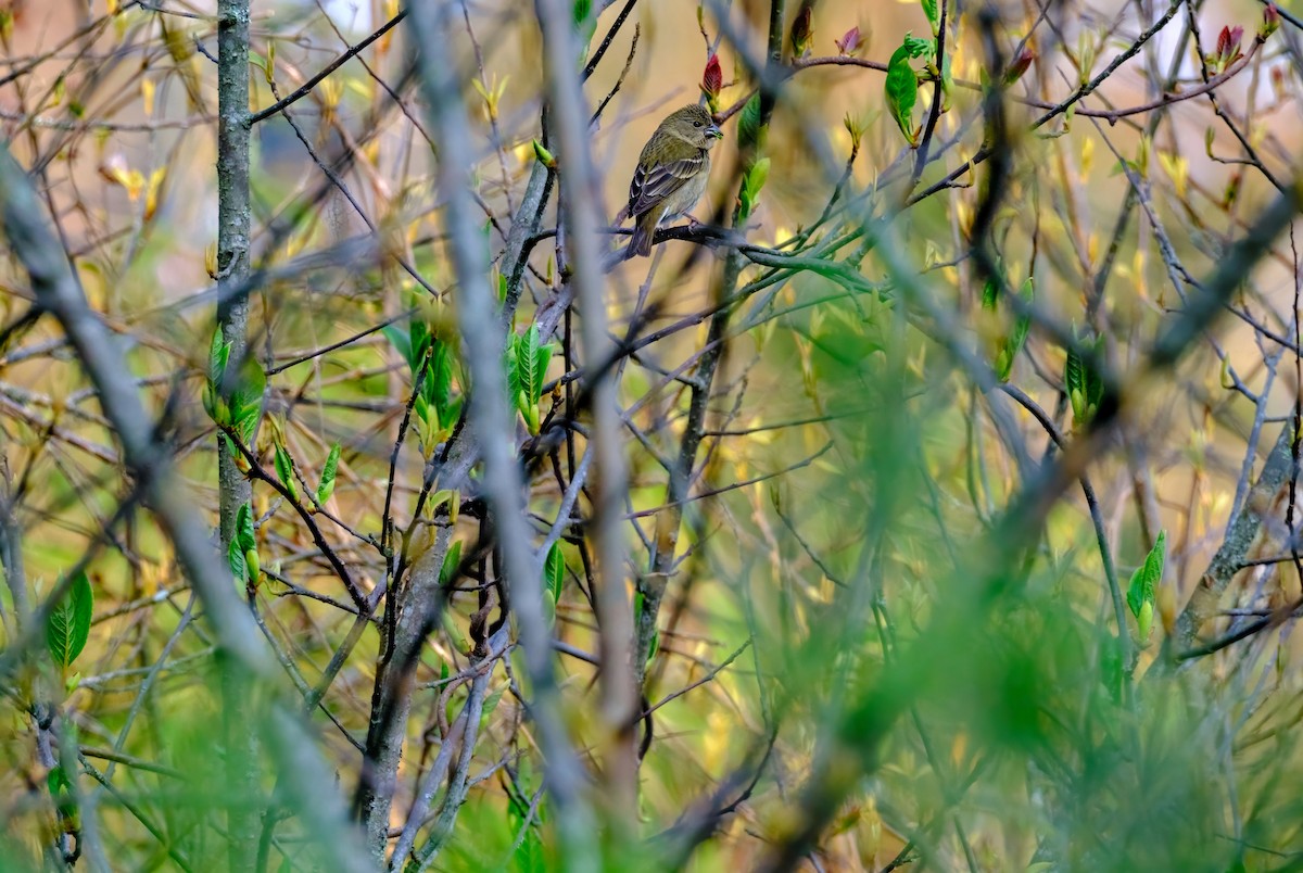Common Rosefinch - Nara Jayaraman